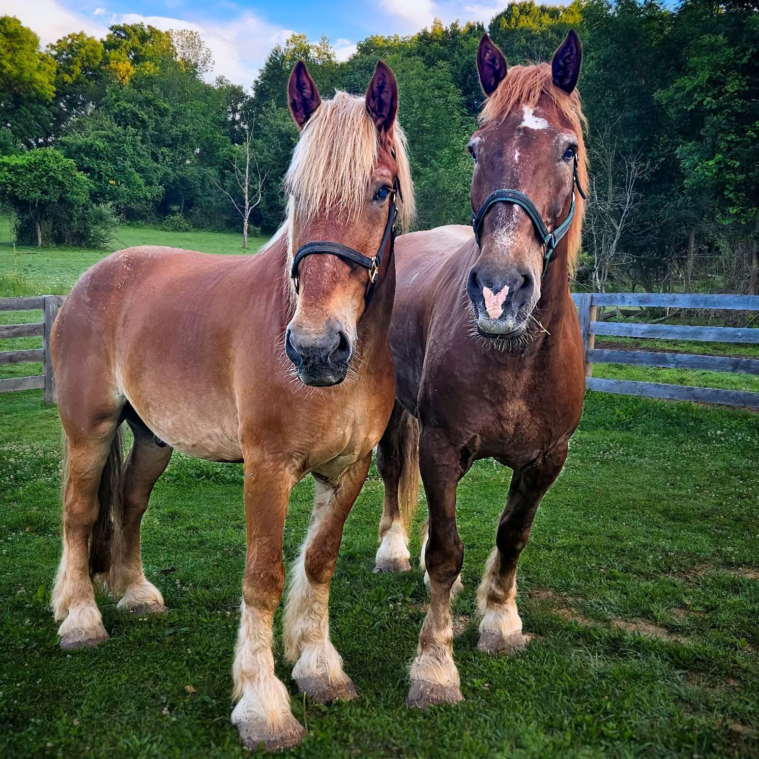 Horses - Norm and Hank